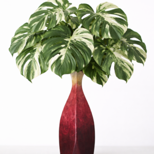 variegated monstera