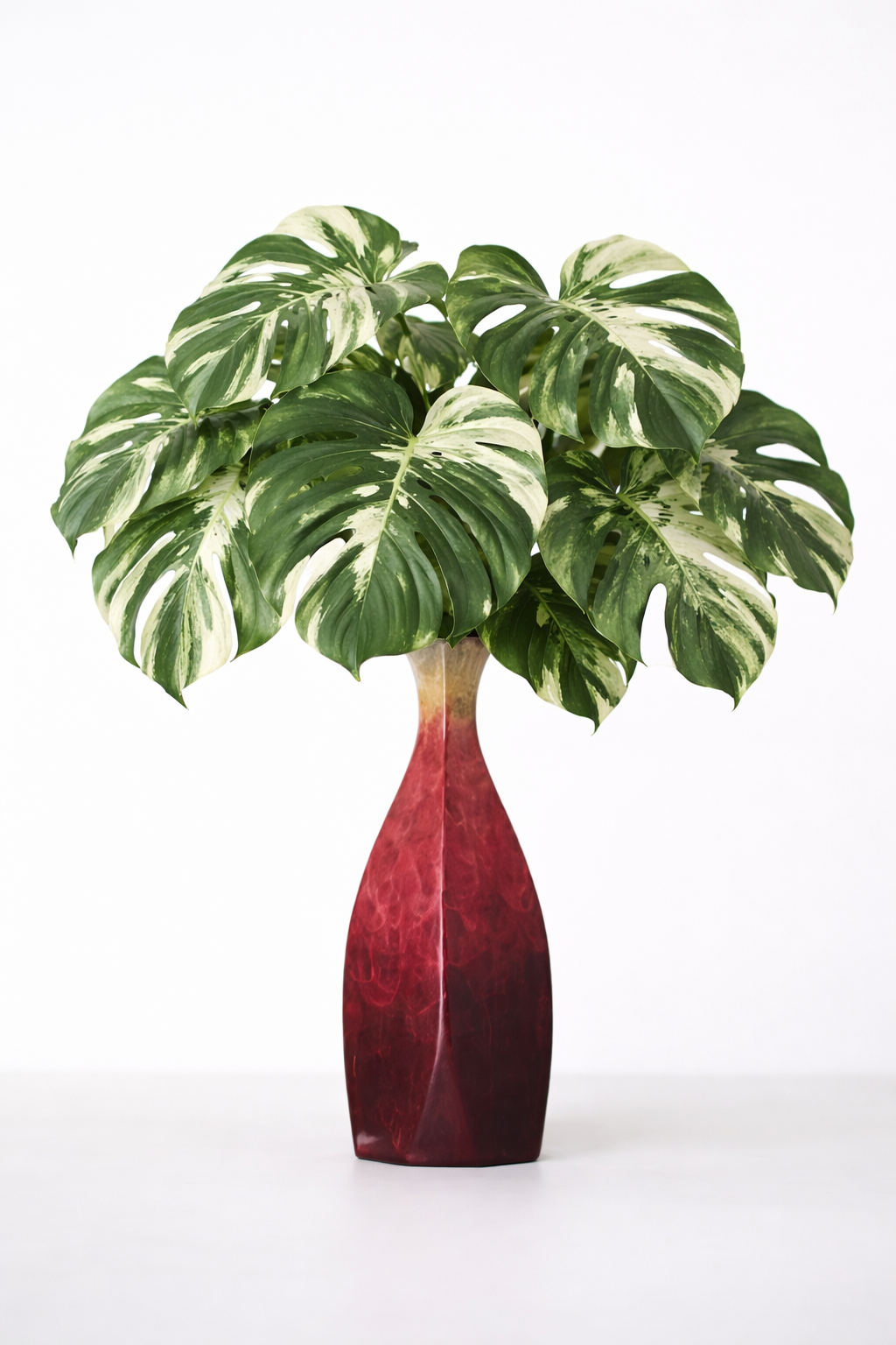 variegated monstera variegated monstera